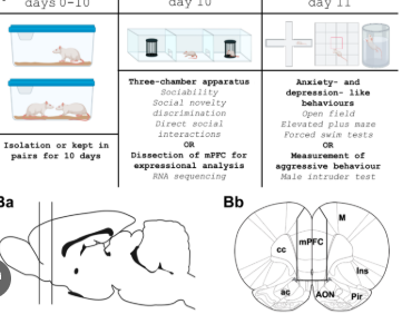 Mouse isolation study research